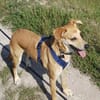 Murphy (*2020)auf PS in 94428 Eichendorf