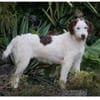 Zuhause für Lira gesucht
