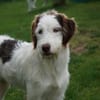Zuhause für Lira gesucht