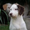 Zuhause für Lira gesucht