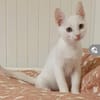 Azur ein verspielter kleiner Kater