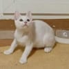 Azur ein verspielter kleiner Kater