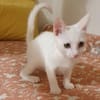 Azur ein verspielter kleiner Kater