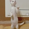 Azur ein verspielter kleiner Kater