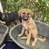 Fritz - sucht noch sein Körbchen