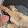 Fritz - sucht noch sein Körbchen