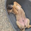 Fritz - sucht noch sein Körbchen