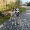 Pollux sucht ein liebevolles Zuhause