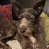 Bruno, ein Traum in schwarz