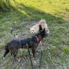 Bruno, ein Traum in schwarz