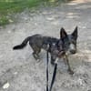 Bruno, ein Traum in schwarz