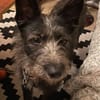 Bruno, ein Traum in schwarz