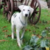 Biba sucht ein neues Zuhause
