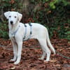 Biba sucht ein neues Zuhause
