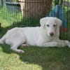 Pio sucht ein liebevolles Zuhause