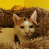 GOLDIE - geb. ca. 01/2021 - wk