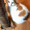 GOLDIE - geb. ca. 01/2021 - wk