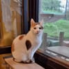 GOLDIE - geb. ca. 01/2021 - wk