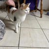 GOLDIE - geb. ca. 01/2021 - wk