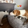 Zuhause gesucht für Aiwa