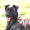 Mia - wartet auf ein warmes Körbchen