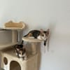 Malina und Ljuba aus dem Tierschutz