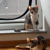 Malina und Ljuba aus dem Tierschutz