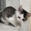 CAT MINATOR