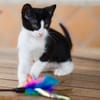 JAZZ - freundlicher und lieber Katzenbub