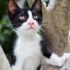 JAZZ - freundlicher und lieber Katzenbub