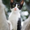 JAZZ - freundlicher und lieber Katzenbub
