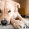 Gnocchi sucht eine aktive Familie