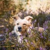 Gnocchi sucht eine aktive Familie