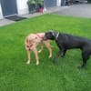 Bella, fröhlich,sehr sozial, kinderlieb