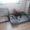 Bella, fröhlich,sehr sozial, kinderlieb