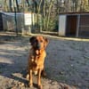 Erfahrene Zweibeiner gesucht
