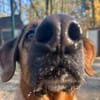 Erfahrene Zweibeiner gesucht