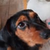 Byron 5 Monate lieber Dackelmix