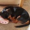 Byron 5 Monate lieber Dackelmix