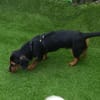 Byron 5 Monate lieber Dackelmix