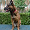 Polizei Diensthündin in Rente