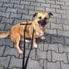 Liebe Lahja sucht Körbchen fürs Leben!