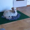 Agile Cordula