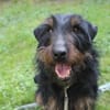 Speedy, su. aktive Besitzer