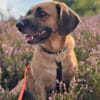 Herzenshund Maria sucht dich!
