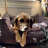 Herzenshund Maria sucht dich!