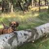 Herzenshund Maria sucht dich!