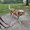 Herzenshund Maria sucht dich!