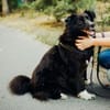 Eira , 3 Jahre alt, sehr freundlich