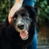 Eira , 3 Jahre alt, sehr freundlich